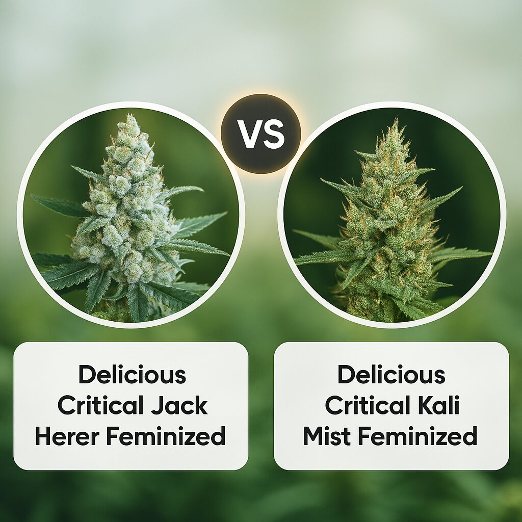 Delicious Critical Jack Herer (Delicious Seeds) vs Delicious Critical Kali Mist (Delicious Seeds) cannabis seeds comparison