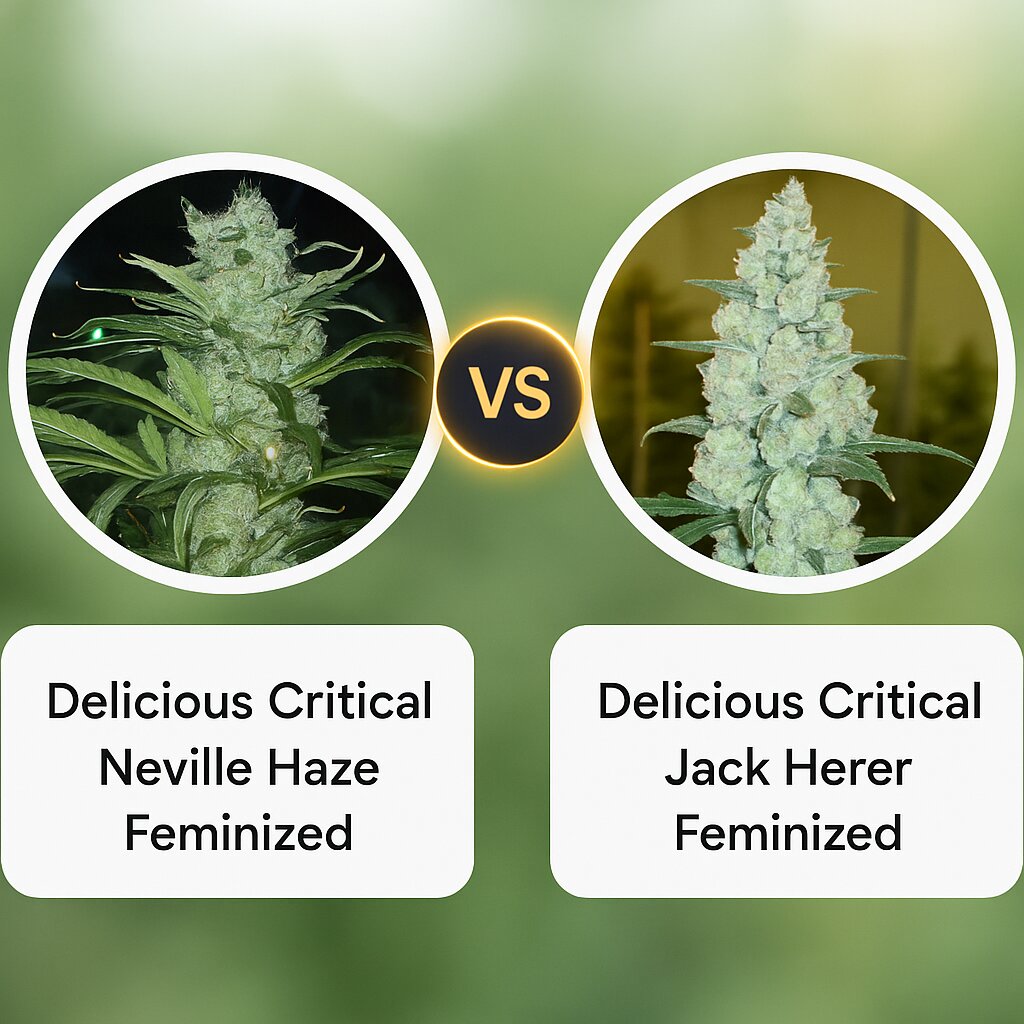 Delicious Critical Neville Haze (Delicious Seeds) vs Delicious Critical Jack Herer (Delicious Seeds) cannabis seeds comparison
