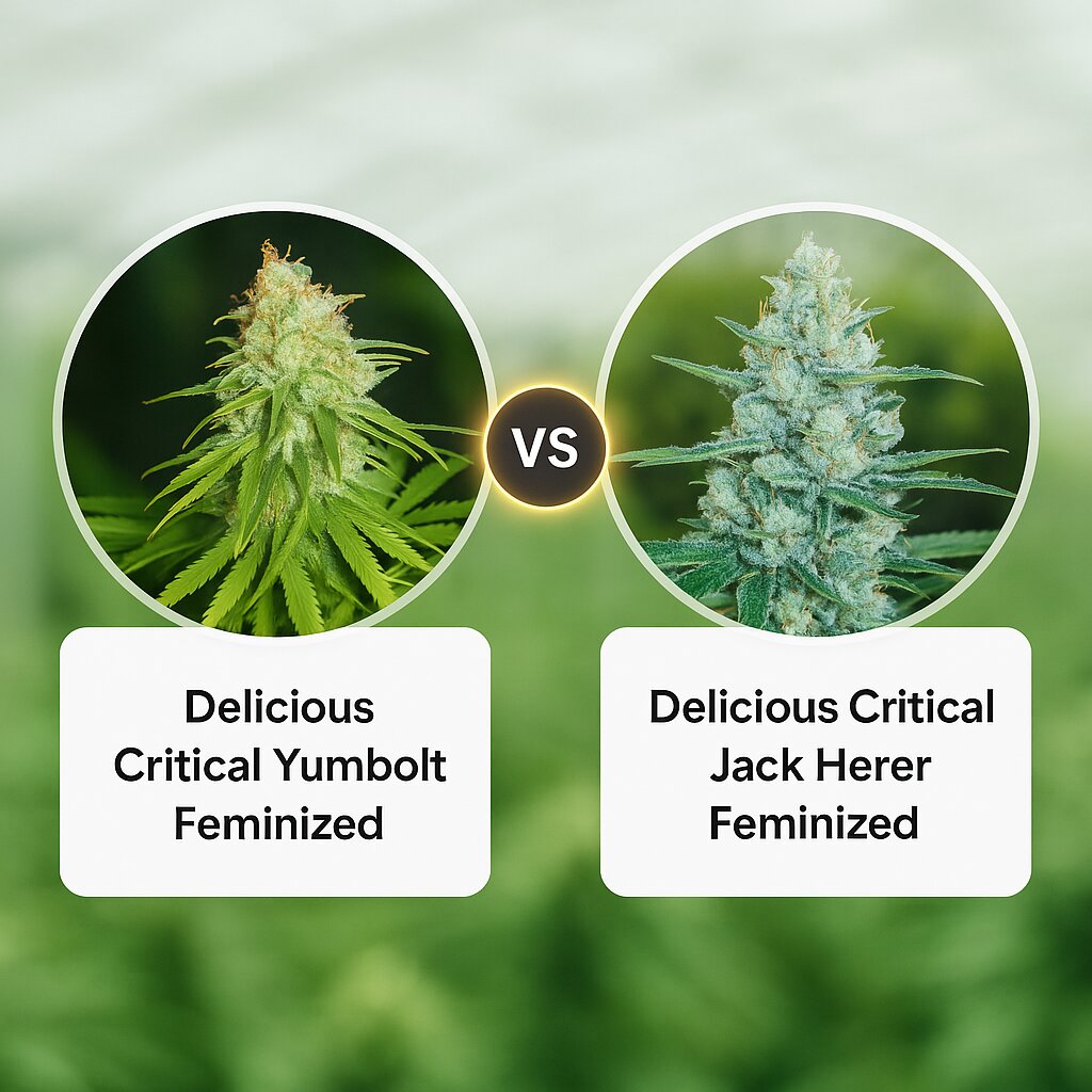 Delicious Critical Yumbolt (Delicious Seeds) vs Delicious Critical Jack Herer (Delicious Seeds) cannabis seeds comparison