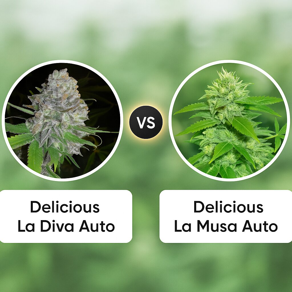 Delicious La Diva Auto (Delicious Seeds) vs Delicious La Musa Auto (Delicious Seeds) cannabis seeds comparison