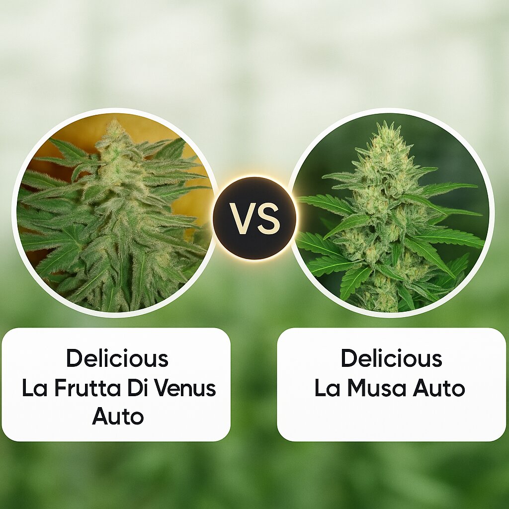 Delicious La Frutta Di Venus Auto (Delicious Seeds) vs Delicious La Musa Auto (Delicious Seeds) cannabis seeds comparison