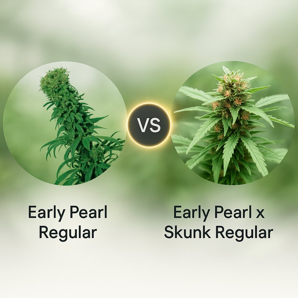 Early Pearl (Sensi Seeds) vs Early Pearl x Skunk (Mr Nice Seedbank) cannabis seeds comparison