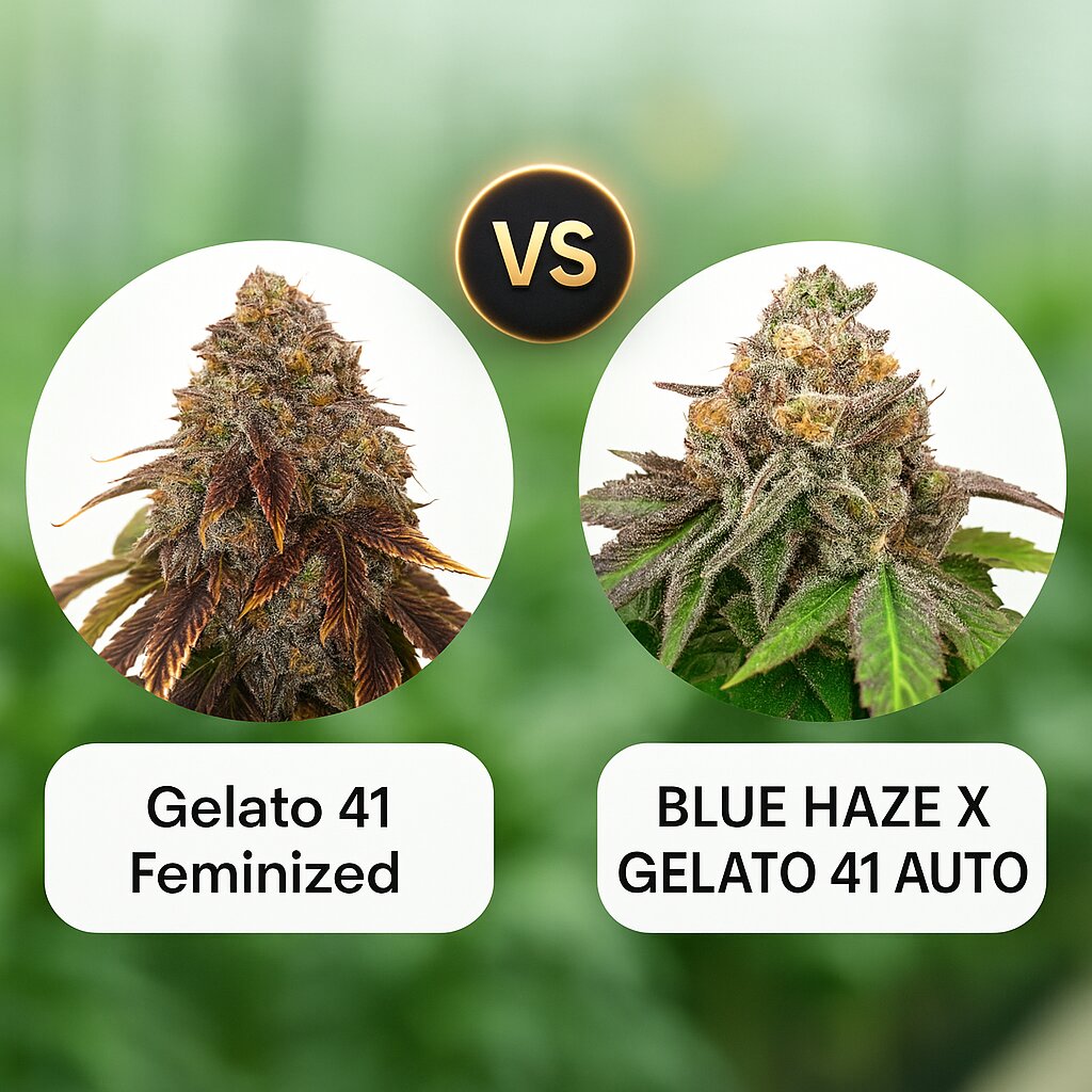 Gelato 41 (Seed Stockers) vs BLUE HAZE X GELATO 41 AUTO (Greenhouse Seed Co) cannabis seeds comparison