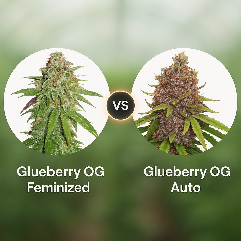 Glueberry OG (Dutch Passion) vs Glueberry OG Auto (Dutch Passion) cannabis seeds comparison