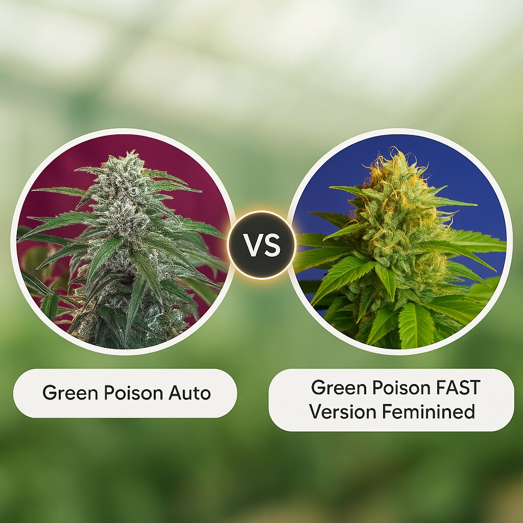 Green Poison Auto (Sweet Seeds) vs Green Poison FAST Version (Sweet Seeds) cannabis seeds comparison