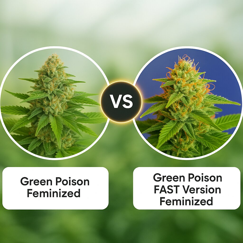 Green Poison (Sweet Seeds) vs Green Poison FAST Version (Sweet Seeds) cannabis seeds comparison
