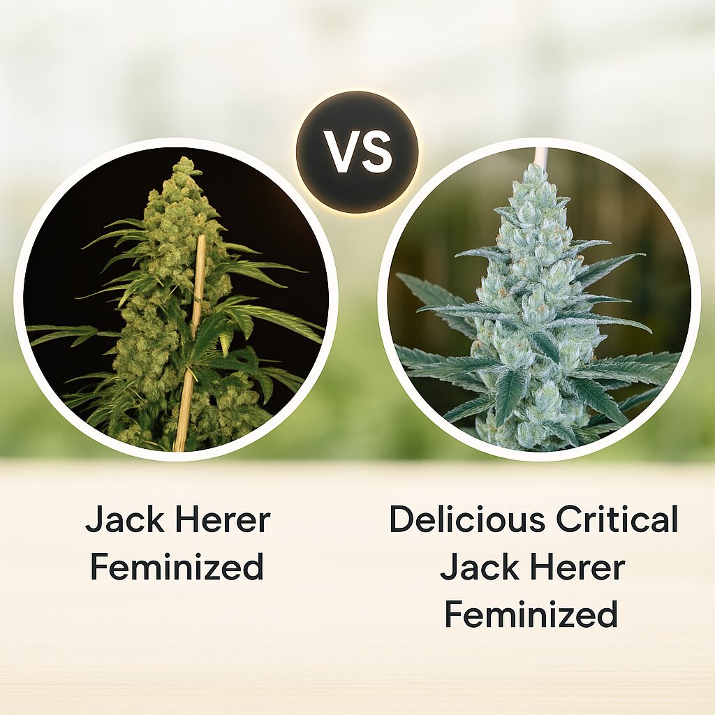 Jack Herer (Bulldog Seeds) vs Delicious Critical Jack Herer (Delicious Seeds) cannabis seeds comparison