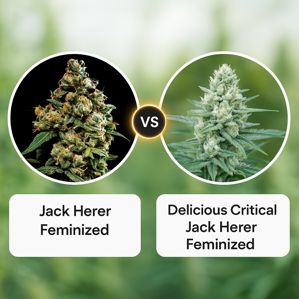 Jack Herer (Greenhouse Seed Co) vs Delicious Critical Jack Herer (Delicious Seeds) cannabis seeds comparison