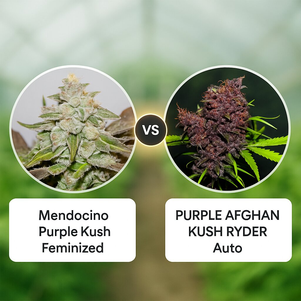 Mendocino Purple Kush (Medical Seeds) vs PURPLE AFGHAN KUSH RYDER (World of Seeds) cannabis seeds comparison
