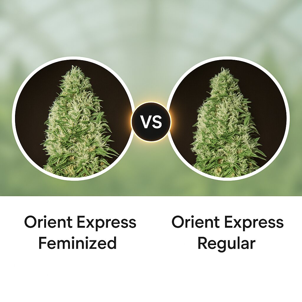Orient Express (Ace Seeds) vs Orient Express (Ace Seeds) cannabis seeds comparison