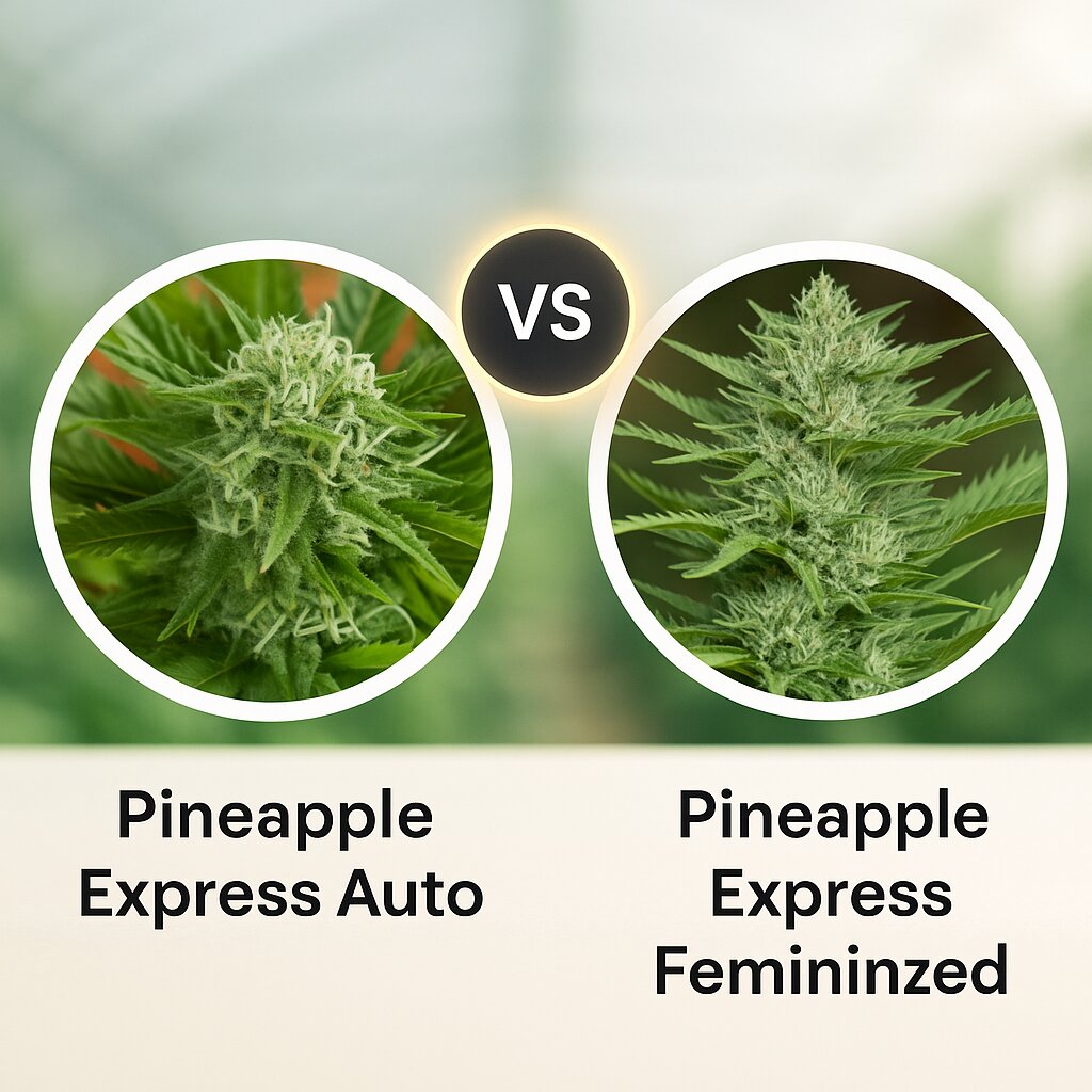 Pineapple Express Auto (G13 Labs) vs Pineapple Express (G13 Labs) cannabis seeds comparison