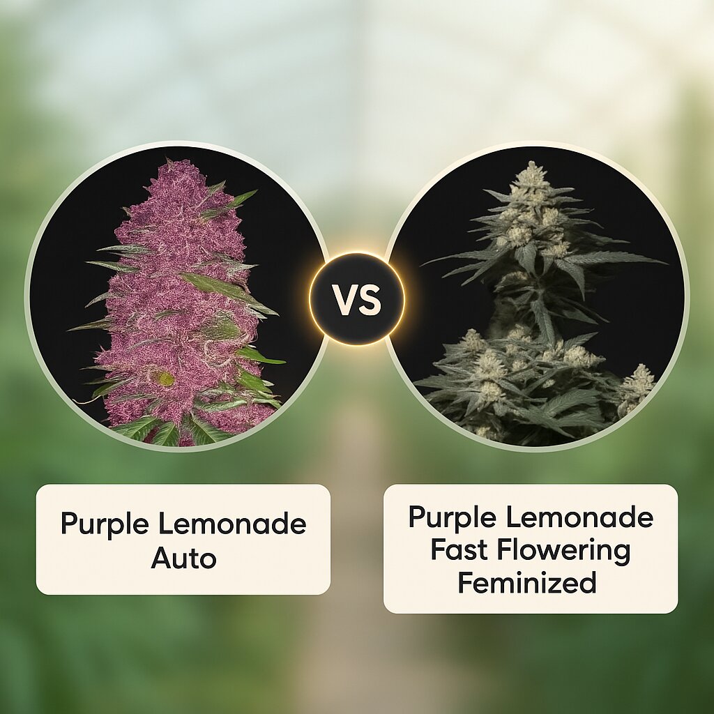Purple Lemonade (FastBuds) vs Purple Lemonade Fast Flowering (FastBuds) cannabis seeds comparison