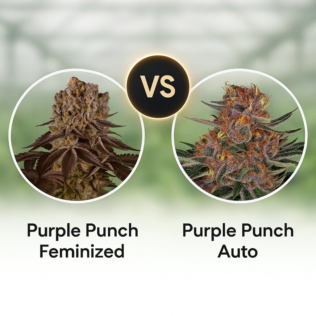 Purple Punch (Barneys Farm) vs Purple Punch Auto (Barneys Farm) cannabis seeds comparison