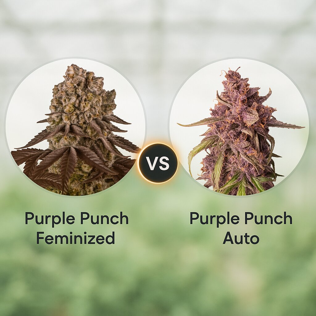 Purple Punch (Barneys Farm) vs Purple Punch Auto (Seed Stockers) cannabis seeds comparison