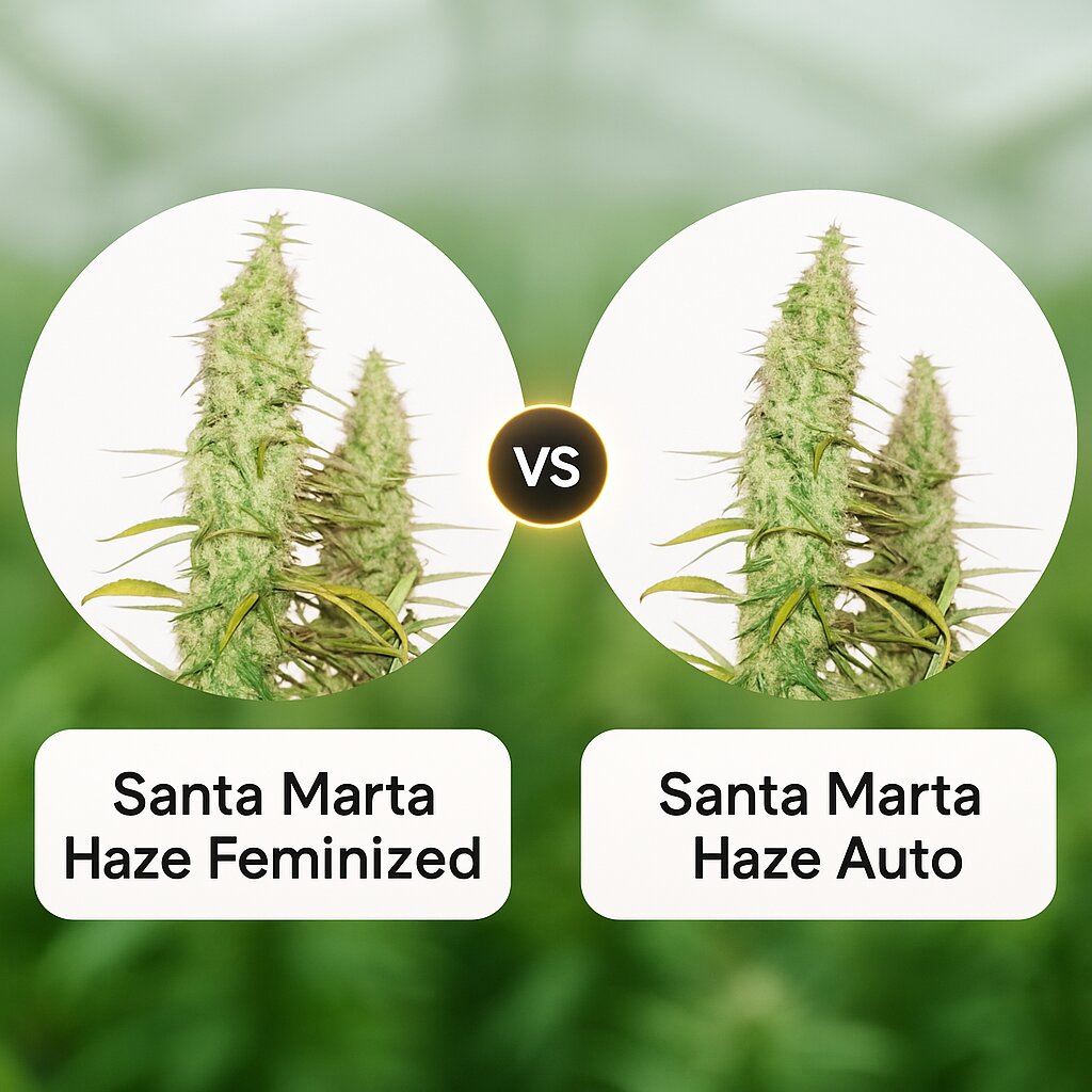 Santa Marta Haze (Seed Stockers) vs Santa Marta Haze Auto (Seed Stockers) cannabis seeds comparison