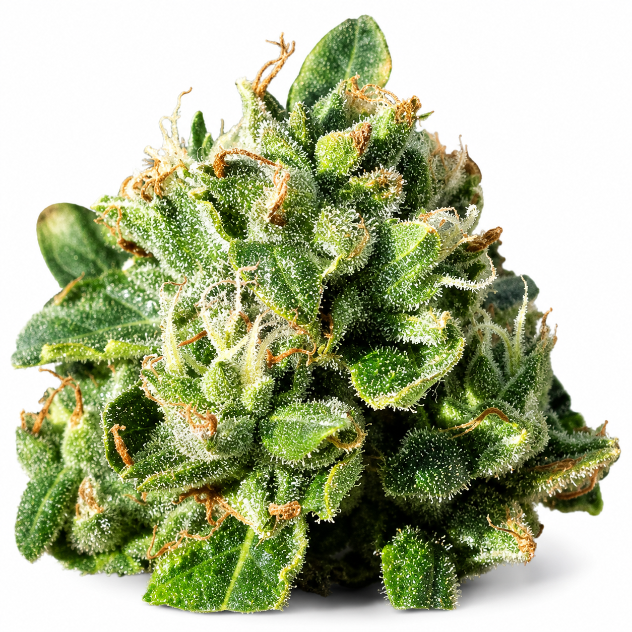 Free Gelato free seed