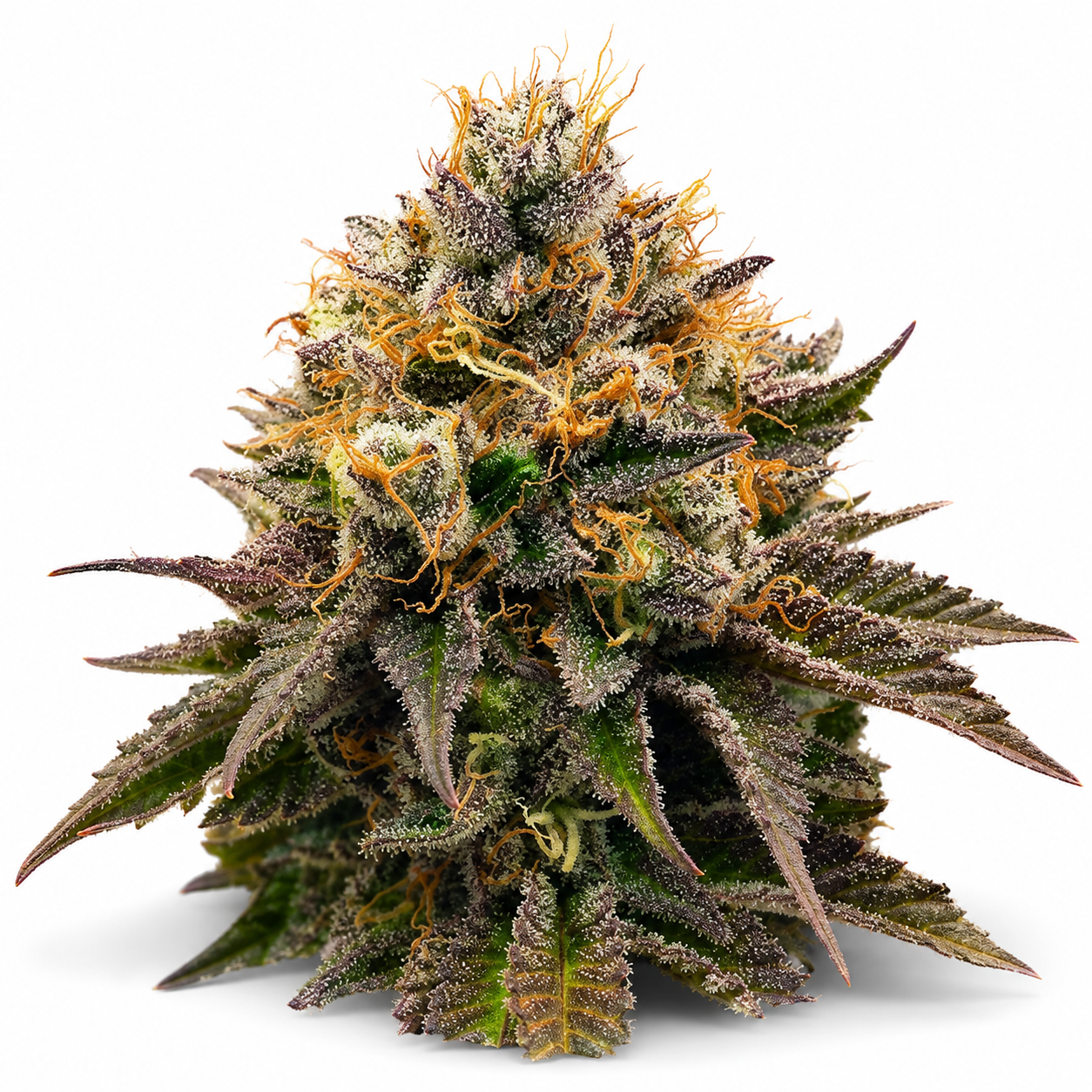 Free OG Kush free seed